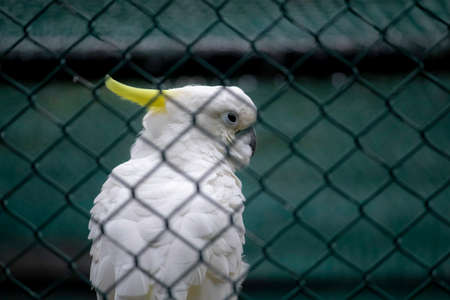 Sulphur Crested Cockatoo watchful eyes closeupの写真素材