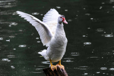 white duck ready to fly on wooden pole, green watersの写真素材