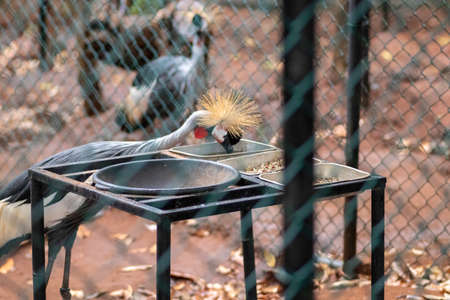Isolated Grey Crowned Crane Search for food and water in birds park, Hambantotaの写真素材