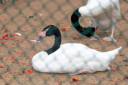 Black Necked Swan Resting on the ground captive environment photographの写真素材