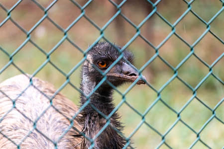Caged Emu Flightless Bird's Eye Close up photograph