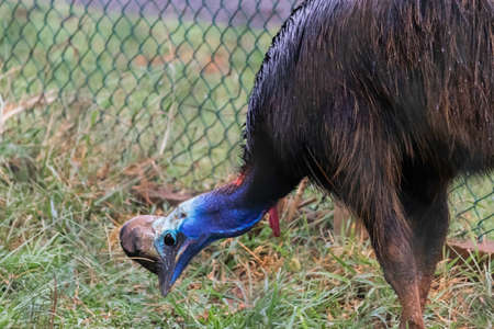 Cassowary Peck at the grass for Foodの写真素材
