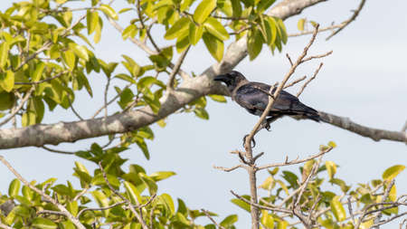A watchful crow perched in a leafless branch, blue sky background on a sunny day.の写真素材
