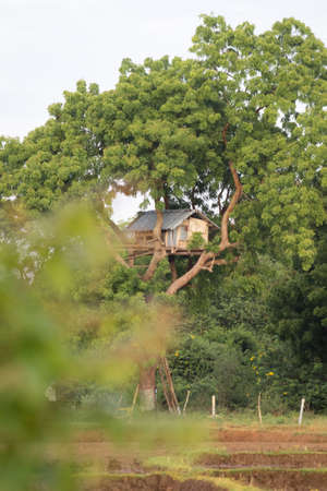 Guard Treehouse in a paddy field in rural village Sri Lanka.の写真素材
