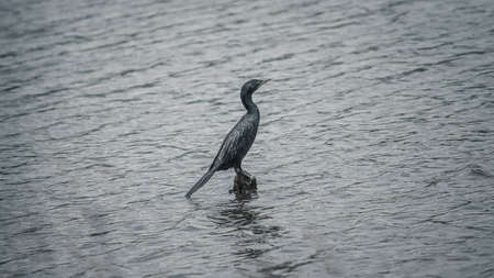 Little Cormorant perched in a wooden pole in the middle of the calm lake.の写真素材