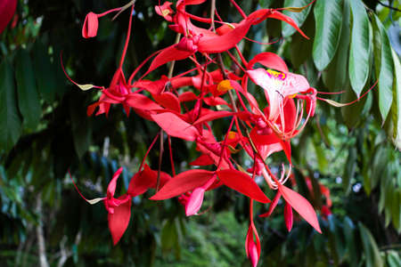 Amherstia Nobilis exotic red flower hanging in the gardenの写真素材