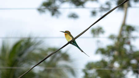Blue-tailed bee-eater bird perched in a telephone cableの写真素材