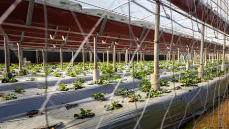 Inside the Strawberry farm in Nuwara Eliyaの写真素材