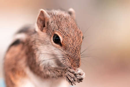 Young Female Sri Lankan Squirrel eating rice close up photographの写真素材