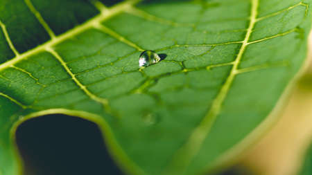 Life lines of a Leaf macro photographの写真素材