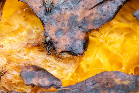 Black ant eats a rotten mango macro closeupの写真素材