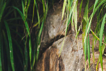 Pandanus tree leaves and rock formation on sandy beach