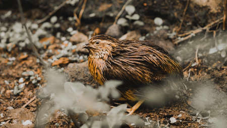 Male Quail bird in the wild animal portraiture