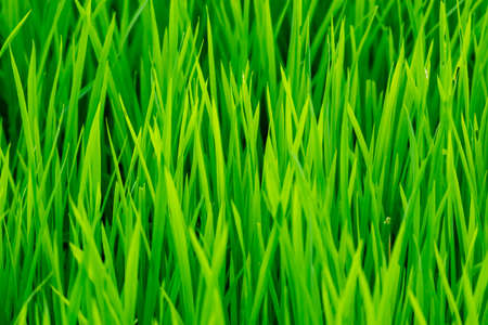 Rice plant green leaves foliage photographの写真素材