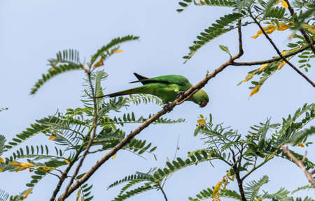 Common green parakeet in Sri Lanka eating while perched on a tree branchの写真素材