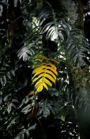 Big yellow leaf standing out from the rest of the other leaves in the jungle.の写真素材