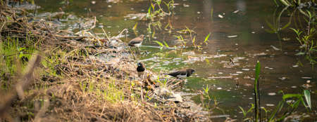 A small flock of birds eating green leaves in muddy waters.の写真素材