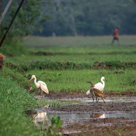 Various egret species in a paddy field together create a beautiful harmony.の写真素材