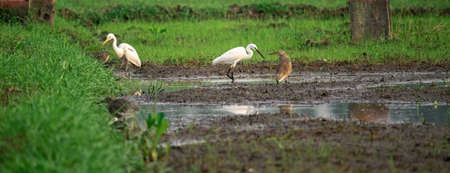 Various egret species in a paddy field together create a beautiful harmony.の写真素材
