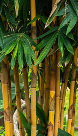 Bamboo tree bush vertical photographの写真素材