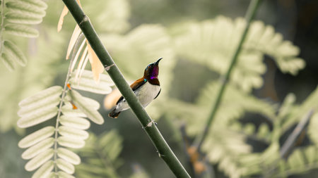 Crimson backed sunbird perched on a branch, looking for a flower for a sip of nectarの写真素材