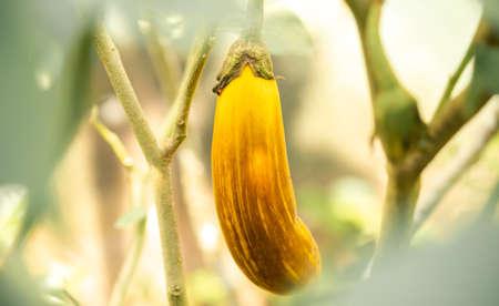 Fresh eggplant vegetable pass its ripe time. purple vegetable turned yellow.の写真素材