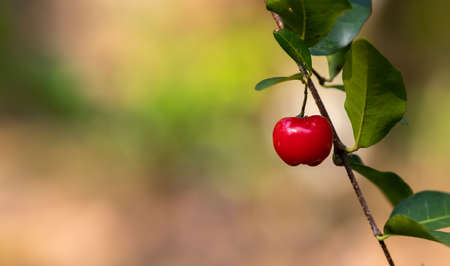 Shining red cherry fruit focus against a vibrant soft background. Time to ripe the delicious juicy fruit.の写真素材