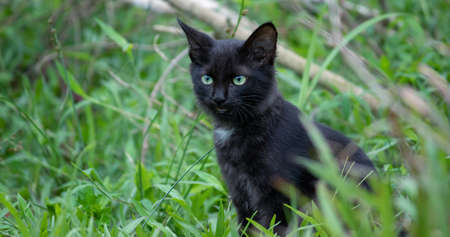 The cold stare of the young adorable pet, fully focused and listen closely, cat aye and the face front view close up. green eyes and dark furry wild cat sitting tall in a grass field,の写真素材