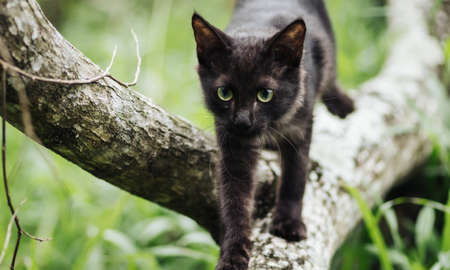 Cat in the wild, walking directly towards camera and hunting in a tree branch, alertness and focus on high.の写真素材