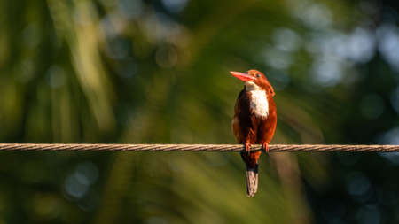 white throated king fisher perched on electric wire and looking at a side in the morning, tropical climate.の写真素材