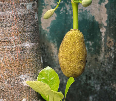 Isolated heavy Jackfruit hangs in the tree trunk, raw fruit grows to ideal size to pick off from the...