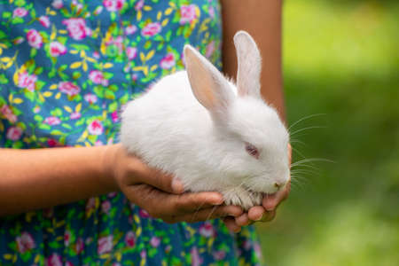 Fluffy and adorable Red eyed Albino white rabbit resting on the warmth of a young girl's hands,...
