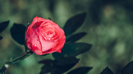 Beautiful pink rose flower isolated in nature, morning sunlight hitting the flower and the dew droplets and glow.の写真素材