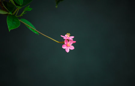 Beautiful yellow rose flower isolated against dark background,