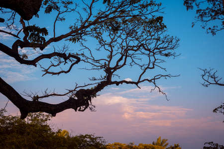 Silhouetted tree branch and beautiful evening clouds blue hour photograph. cool blue and purple tone the sky marks the end of a great day.の写真素材