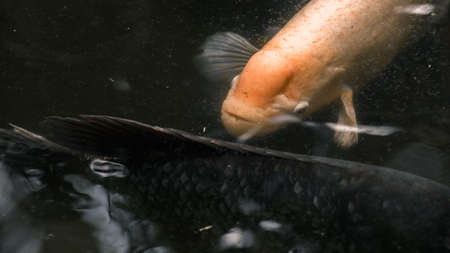 Outdoor gardens fish pond view from above the surface level, giant gurami couple swimming.の写真素材