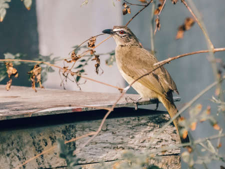 White-browed bulbul perched on top of the backyard concrete fish tank roof sheet and search for food.の写真素材