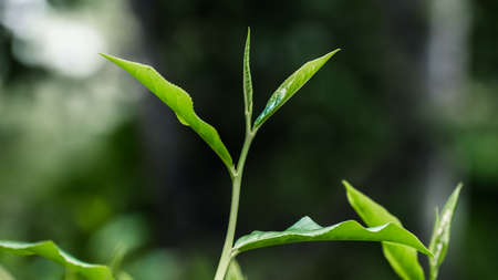 Fresh tea leaves top close up photo
