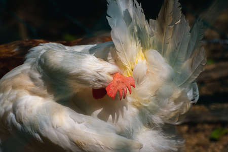 White cock pecking its own ass, cleaning your own mess concept, unusual positioning of a bird...