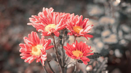 Pink Kapuru flowers branch commonly known as marigold flowers, overhead closeup photograph. Beautiful pastel colored flower bunch. taken in the morning sunlit conditions in the backyard home garden.の写真素材