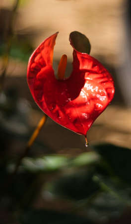 Beautiful red anthurium flower isolated close up photo in the garden,