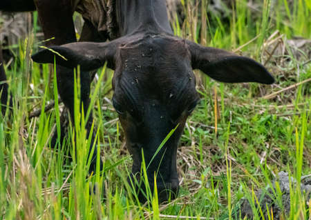 A young brown cow is grazing in the meadow grass field in the beautiful morning. Enjoying eating fresh green grass.の写真素材