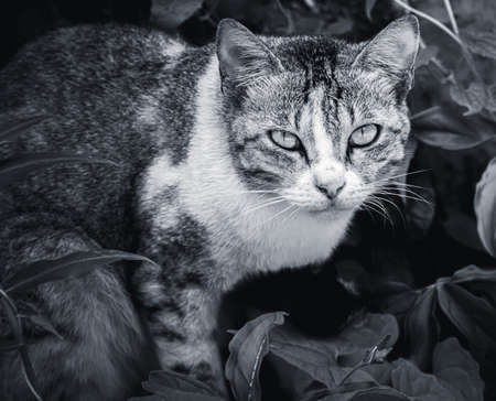Cat ready to jump at any time, focused eyes looking front with serious facial expression black and...