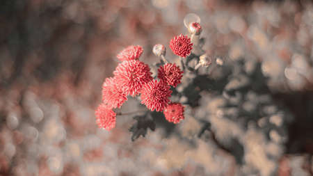Pink Kapuru flowers branch commonly known as marigold flowers, overhead closeup photograph. Beautiful pastel colored flower bunch. taken in the morning sunlit conditions in the backyard home garden.の写真素材