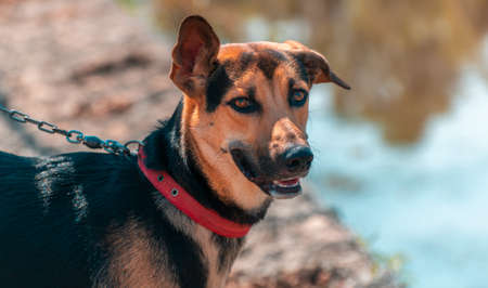 Young German Shepard dog takes a walk with its master along the lake road. Always one ear up for listening, obedience training while the dog on the leash. Loyal and sweet companion concept photograph.の写真素材