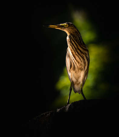 Pond heron perched on a wall and pose for a portraiture photograph.の写真素材