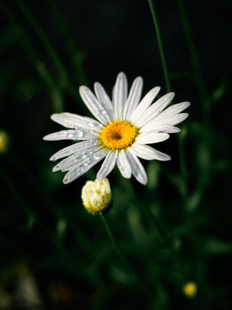 White daisy flower with yellow center facing the sun in the early morning, Isolated daisy flower...
