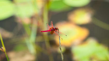 Red Dragonfly insect perched on to a plants stem near a lake.の写真素材