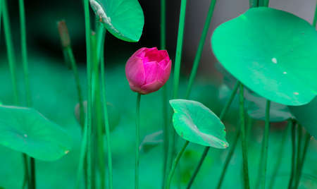 The isolated beautiful Lotus flower rises above the mud and shines in the morning light. Lotus leaves and flowers grow above the surface level.の写真素材