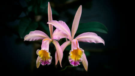 Pair of beautiful cattleya orchid flowers against a dark background nature's beautiful pink flowers.の写真素材